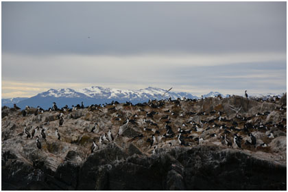cormorans canal de beagle argentine
