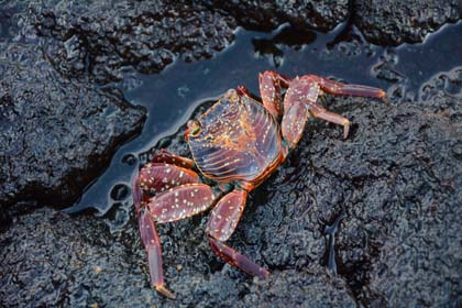 crabes des galapagos