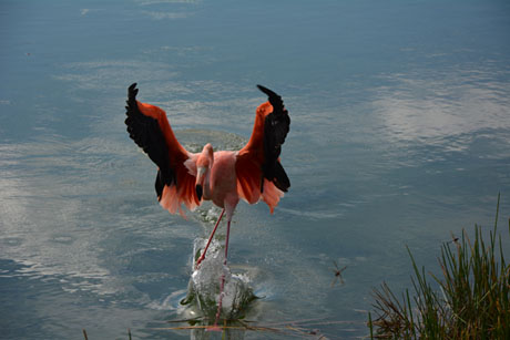 atterissage flamans roses 2