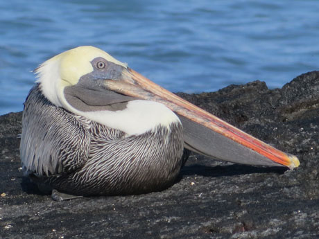 pelican au repos