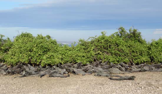 nature iguane galapagos