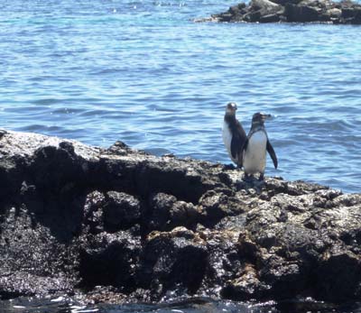 pinguino galapagos