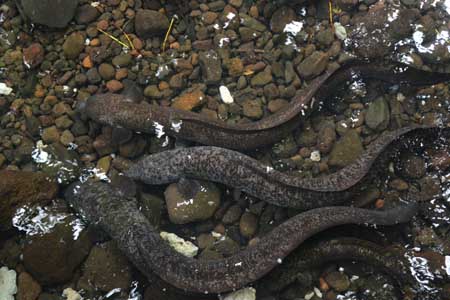 anguilles sacrées huahiné