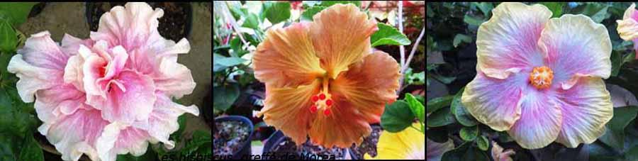 fleurs de polynésie hisbiscus greffé