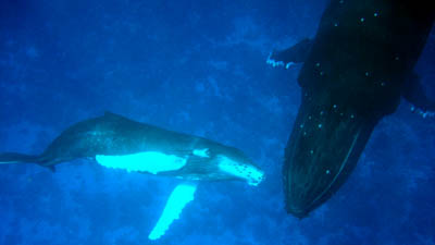 baleine morea et baleineau