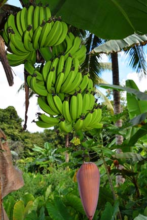 regime de banane