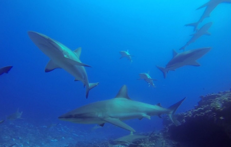 requins passe sud faka tuamotu
