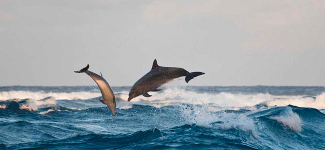 dauphin surf et saute passe de rangiroa